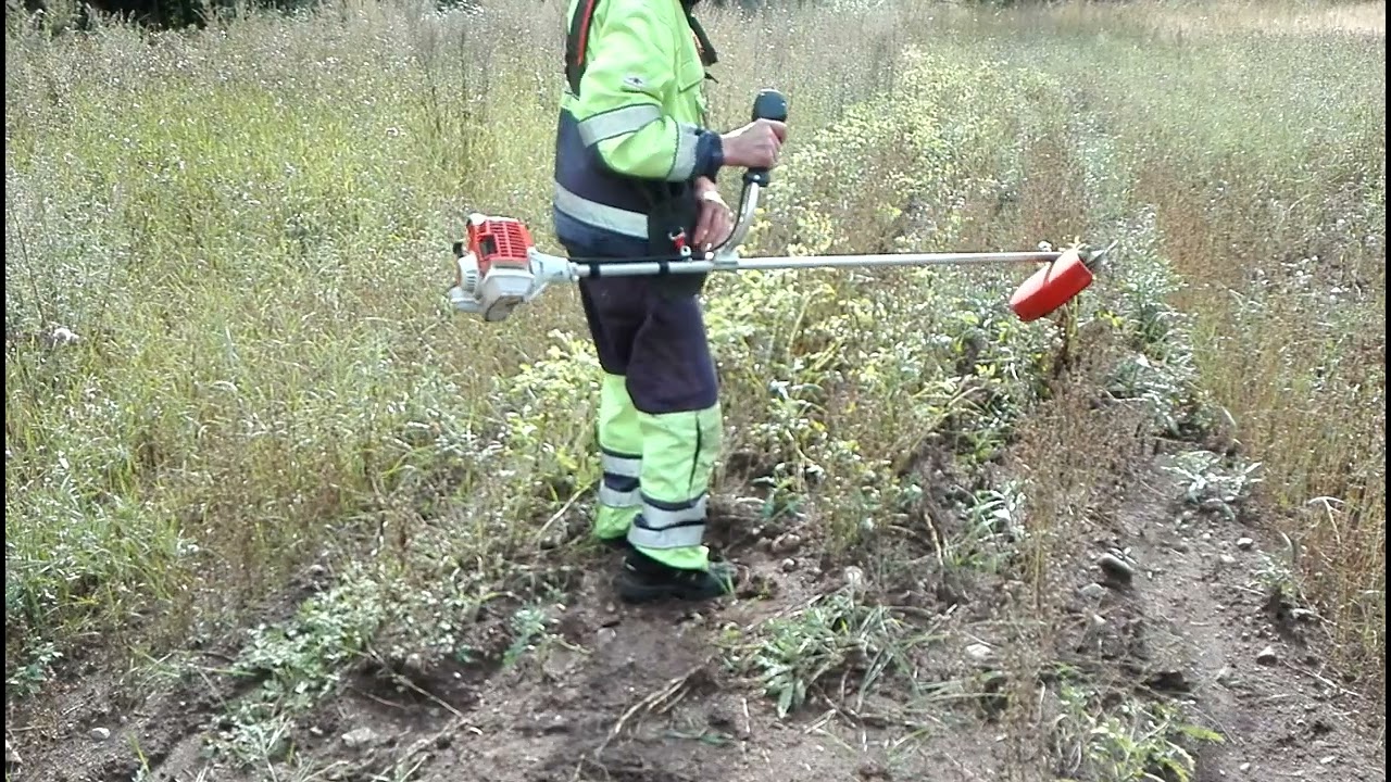 @Peruna Varsien Niitto 3.9.2022 Stihl Strimmerillä 🇫🇮 - YouTube