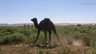 Mohageographic - Tafraoute Sidi Ali Sud-est, Maroc