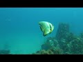 Diving at Chumphon Pinnacle, Koh Tao, Thailand. Mostly various fish and some nice coral gardens.