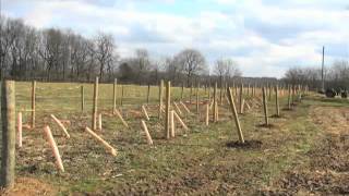 Trellising the grapes