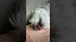 #shorts A dog that sleeps like a human 🐶 [Maltese]