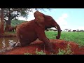 behind the scenes of the voi orphan elephant unit sheldrick trust