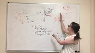 PLB 112 Video Project: Abscission Spring 2019