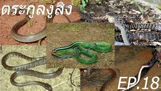 (Ep.18) Snakes of Thailand - ตระกูลงูสิง (Rat Snakes \u0026 Racers) Part 2