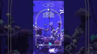 【𝗚𝗮𝗿𝘆’𝘀 𝗙𝗶𝘀𝗵 蓋瑞魚樂圈】New Friend｜黑冰雪印｜Clown fish｜小丑魚雪糕