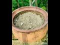 আজোয়ান গাছের কাটিং থেকে নতুন গাছের চারা তৈরি how to grow ajwain orengeno plant from cutting