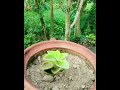 আজোয়ান গাছের কাটিং থেকে নতুন গাছের চারা তৈরি how to grow ajwain orengeno plant from cutting