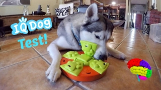 Testing My Husky's Intelligence! - Dog IQ Puzzle Test!