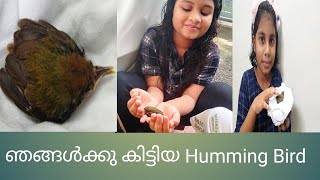 #babyhummingbird#bird 24 July 2021 ഞങ്ങൾക്കു കിട്ടിയ തേൻ കുരുവി