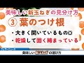 美味しい「新玉ねぎ」の選び方