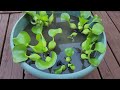 sophie s garden 美丽的水生植物水葫芦 water hyacinth