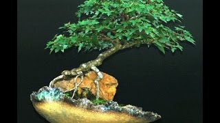 BONSAI RAÍZ SOBRE PEDRA