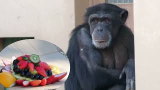 フクちゃん第一回目誕生会！🍰🍇🍓🥰（Fuku-chan's first birthday party!）　かみね動物園　チンパンジー　202201