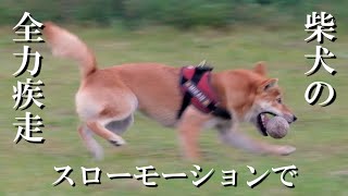 【ダッシュ!!】柴犬の全力疾走！躍動感をスローモーションで撮ってみた！