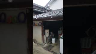 シェパード犬　まだかな未だかな#ボール遊び#音フェチ#キャッチャー