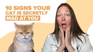 10 Signs Your Cat Is Secretly Mad At You