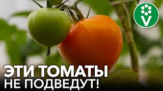 ЭТИ СОРТА ТОМАТОВ НЕ БОЛЕЮТ! Устойчивые к фитофторозу и кладоспориозу сорта помидоров