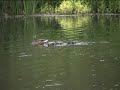 mother duck defends ducklings against a coot homage to jemima puddle duck canon fs200 41x zoom