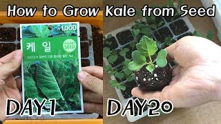 How to Grow Kale from Seed (케일키우기)