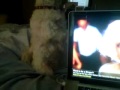 My dog singing Lady GaGa