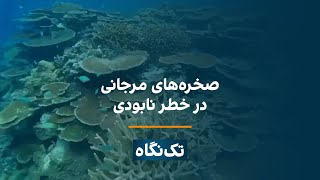 تک‌نگاه - صخره‌های مرجانی در خطر نابودی