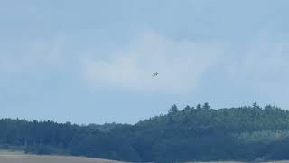 Fiskeørn / Osprey (Pandion haliaetus)