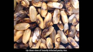 Rice Diseases: Grain Spotting \u0026 Peck Diseases