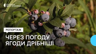 Через погоду ягоди дрібніші. Як подружжя з Івано-Франківщини вирощує лохину