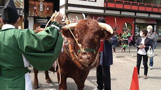 2023・5月3日・岩手県平泉町・中尊寺　出発前・岩手平泉　春の藤原まつり「源義経公東下り」