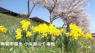 福光 小矢部川千本桜