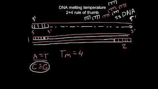 How to calculate melting temperature of DNA "2+4 rule of thumb"