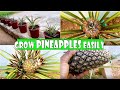 How to Grow pineapple tops in pots | grow store-bought pineapples in containers