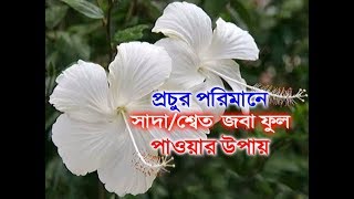 7. প্ৰচুর পরিমানে শ্বেত/সাদা জবা ফুল পাওয়ার জন্য কি কি করতে হবে /white Hibiscus