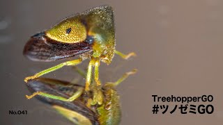 新しいトンカチマクラ発見　ツノゼミGO　No.41　Treehopper GO