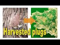 No.152 もちもち皮膚組織ちゃんGET！/ Harvested plugs /  Hasat edilmiş fişler /