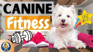 Canine Fitness: Why ALL Dogs Need It And 3 Easy Exercises To Start #87