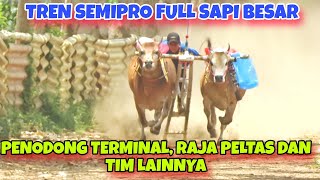 SAPI EX. BABY SELOR KEMBALI LATIHAN DI SEMPIPRO || ADA JUGA BINTANG DAN EX. BLIBIS GAGAK RIMANG 🔥🔥