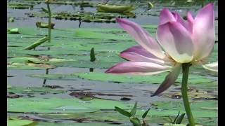 বিলভর্তি পদ্মফুল!!!! Lotus flower at haor, Bangladesh