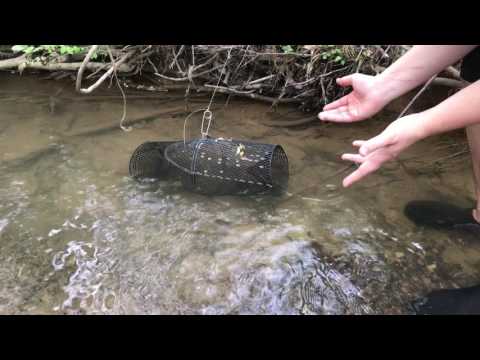 How to Catch Crawfish with a Minnow Trap How to Catch Crawfish with a Minnow Trap