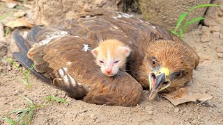 Falcon Adopted Baby Cats after they lost their mother. Just unbelieveble!