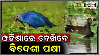 ପହିଲି ଶୀତରେ ପହଁଚିଲେ ବିଦେଶୀ ପକ୍ଷୀ...ଓଡିଶାରେ ଦେଖିପାରିବେ ବିଦେଶୀ ପକ୍ଷୀ...