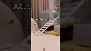 今日の風花ちゃん #セキセイインコ #インコ #shorts