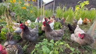 Harnessing Chicken Power: Healthy Soil and Happy Chickens