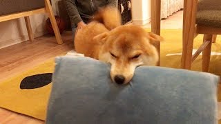 柴犬こてつ君お尻を振って行ったり来たり♡