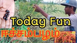 காட்டுக்குள் இருக்கும் ஒரு சுவையான பழம் || Mee Mee tamil