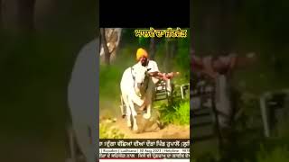 ਬਲਦ ਦੇ ਸੌਕੀ #shonki #bueaty #bull #pindawale #trending #viral #youtubeshorts