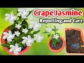 Crape Jasmine Plant Repotting and Care / चांदनी का पौधा कैसे लगाएं / Permanent Flower Plant Chandani