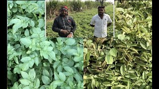 Soil charger tech. SCT बटाटा व रासायनिक बटाटे पिकाची ट्रायल करून खात्री करनारे तिपायले बंधू 👌👏