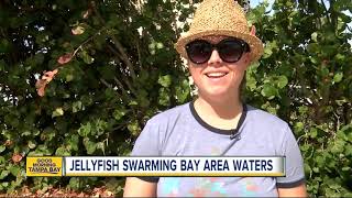 Thousands of Atlantic Sea Nettle jellyfish are now swarming Tampa Bay area waters