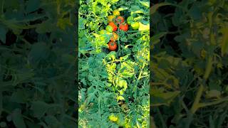 टमाटर की खेती / Tomato Farming / Tamatar Bade Majedar / #mrbuliwalvlogs